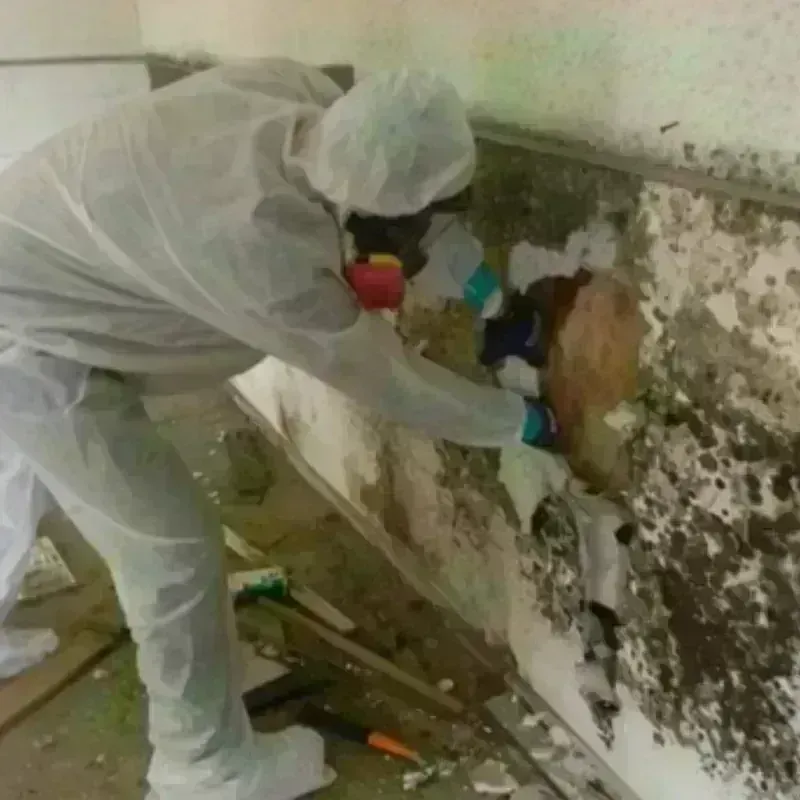 Mold Remediation and Removal in Temple, NH